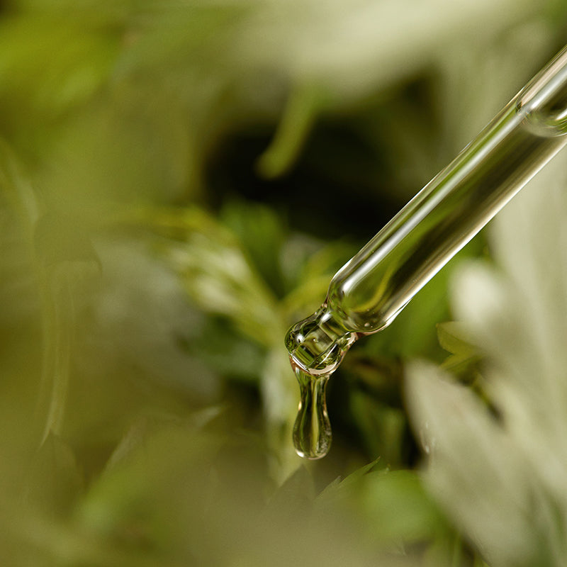 Mugwort Serum